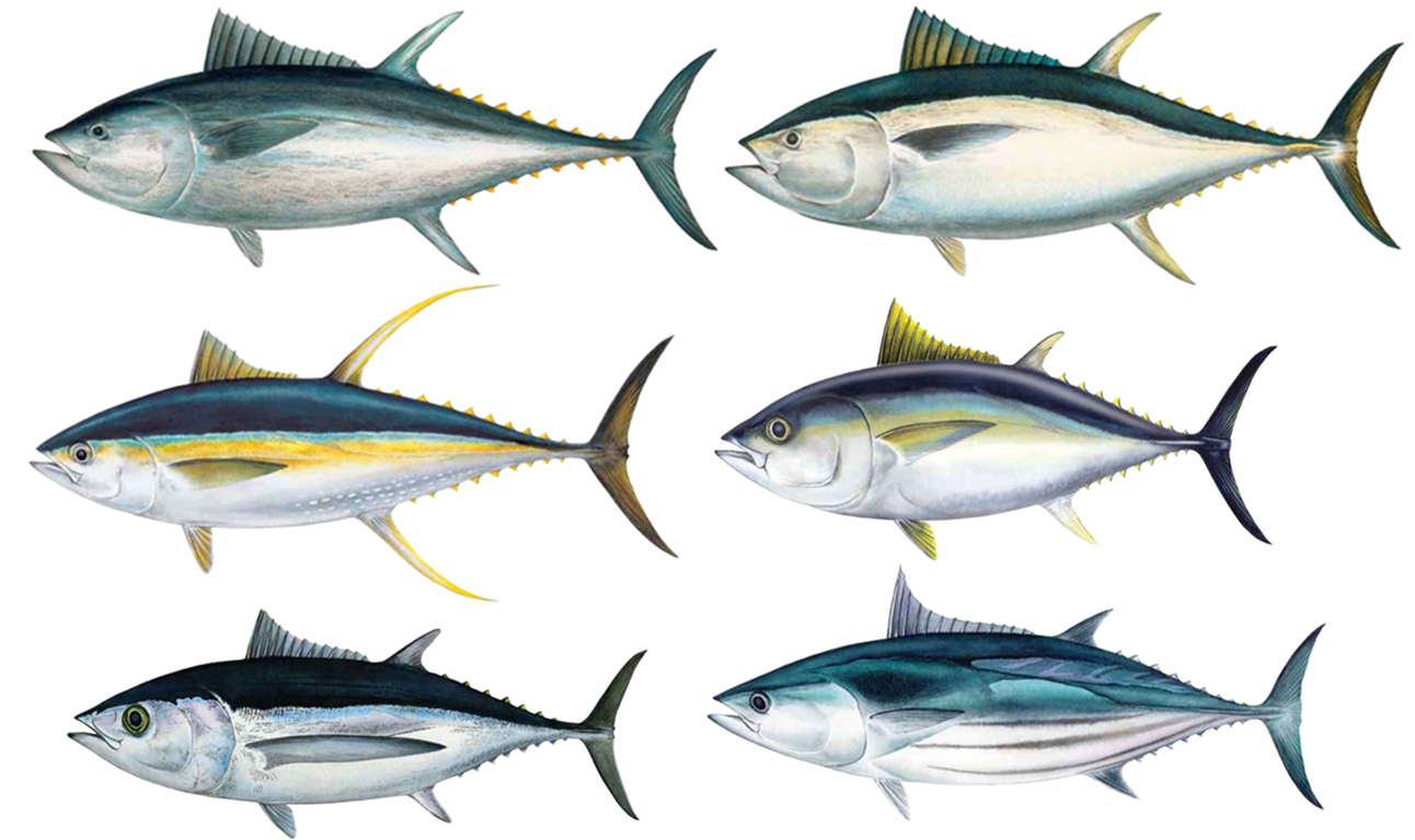 常見鮪魚種類