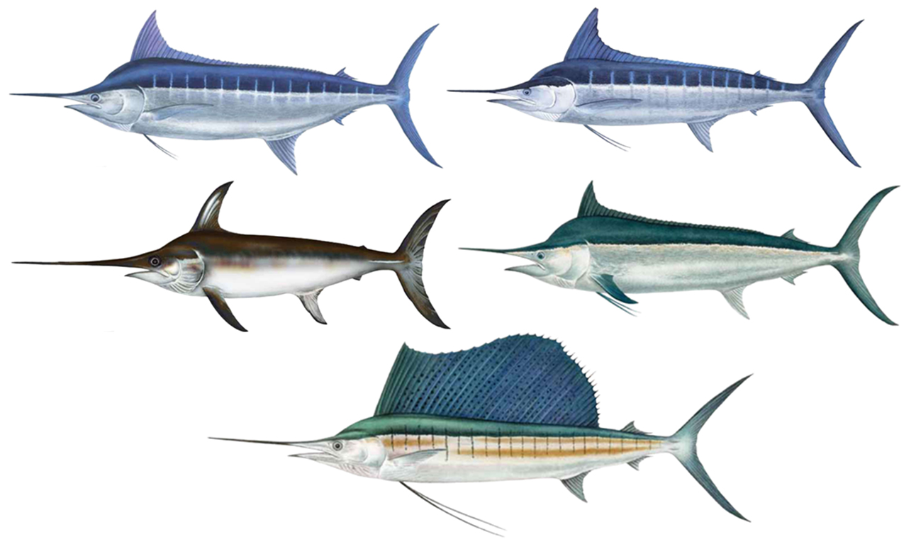 常見旗魚種類